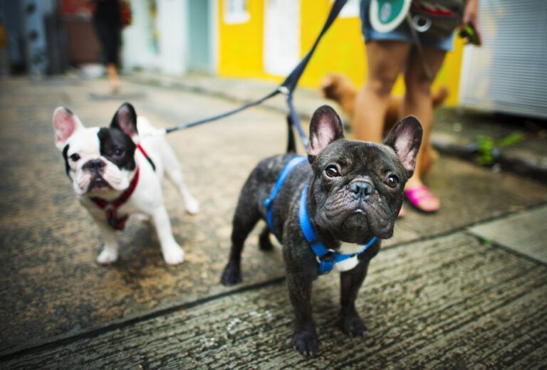 Exploring the Enigmatic Charm of “Blue French Bulldogs”